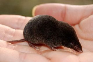 American shrew mole